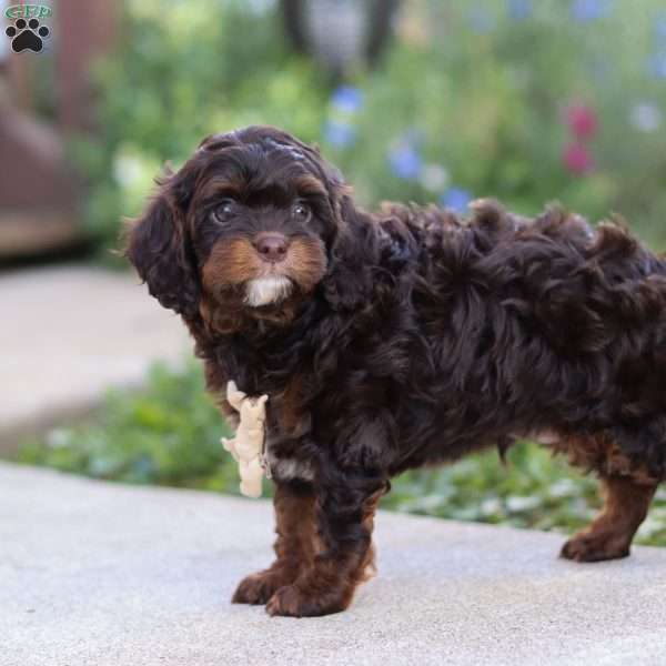 Finn, Cavapoo Puppy