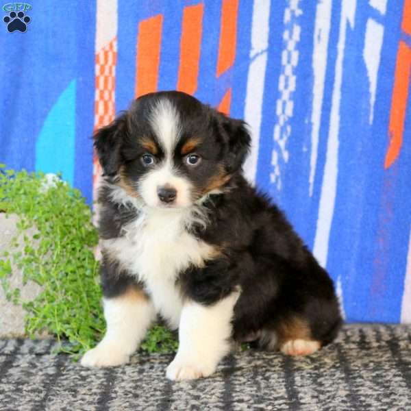 Finn, Miniature Australian Shepherd Puppy