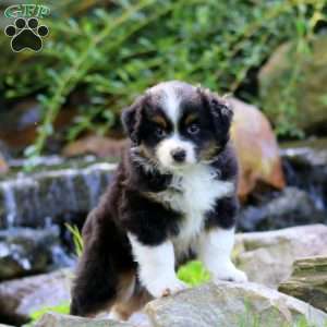 Finn, Miniature Australian Shepherd Puppy