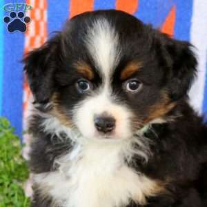 Finn, Miniature Australian Shepherd Puppy