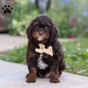 Finn, Cavapoo Puppy