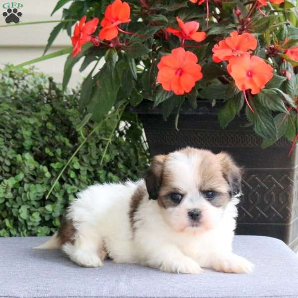 Fiona, Teddy Bear Puppy