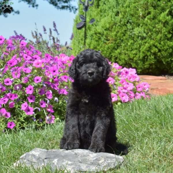 Fiona, Bernedoodle Puppy