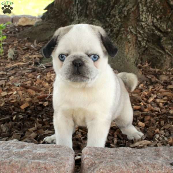 Fiona, Pug Puppy