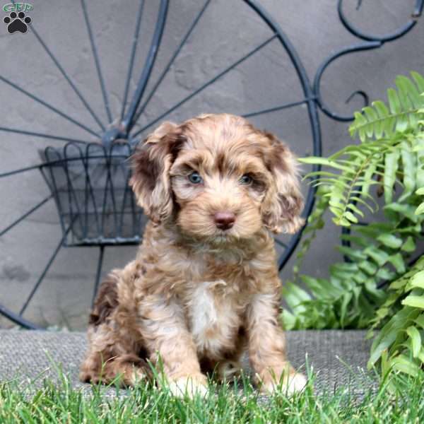 Fiona, Cockapoo Puppy