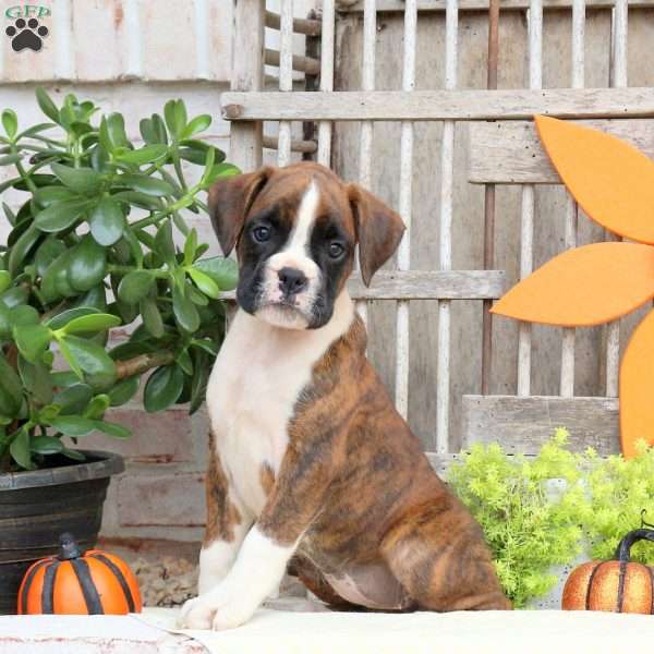 Fiona, Boxer Puppy