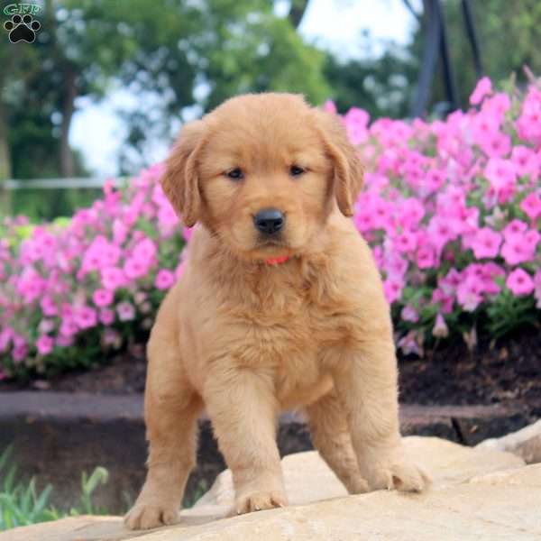 Fiona, Golden Retriever Puppy