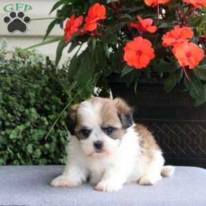 Fiona, Teddy Bear Puppy