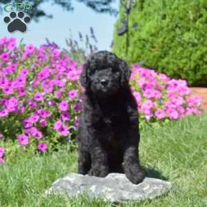 Fiona, Bernedoodle Puppy