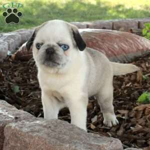 Fiona, Pug Puppy