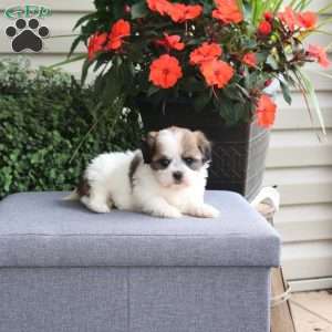 Fiona, Teddy Bear Puppy
