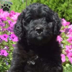 Fiona, Bernedoodle Puppy