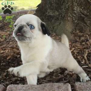 Fiona, Pug Puppy