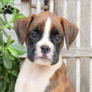 Fiona, Boxer Puppy