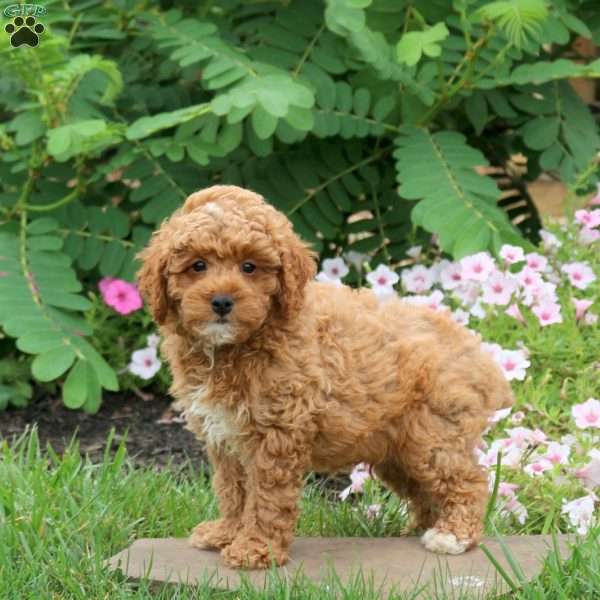 Fireball, Toy Poodle Puppy