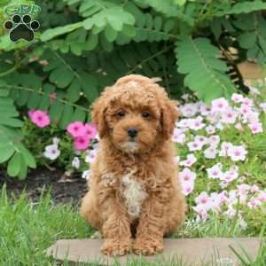 Fireball, Toy Poodle Puppy