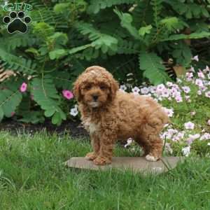 Fireball, Toy Poodle Puppy