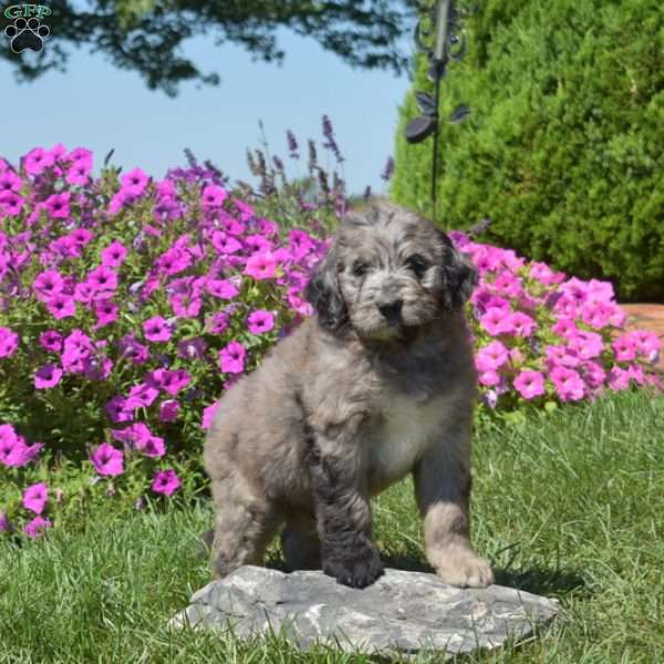 Flannel, Bernedoodle Puppy