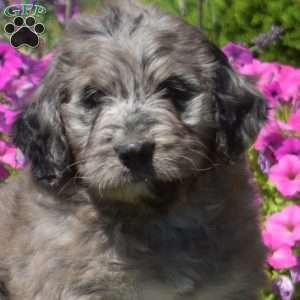Flannel, Bernedoodle Puppy