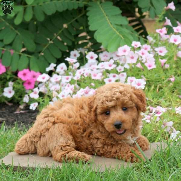 Flash, Toy Poodle Puppy