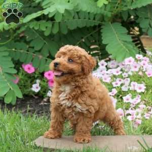 Flash, Toy Poodle Puppy