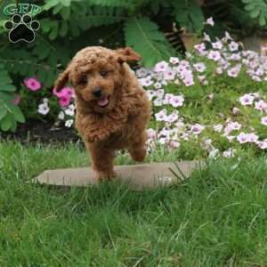 Flash, Toy Poodle Puppy