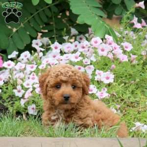 Flash, Toy Poodle Puppy
