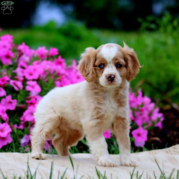 Flash, Cockapoo Puppy