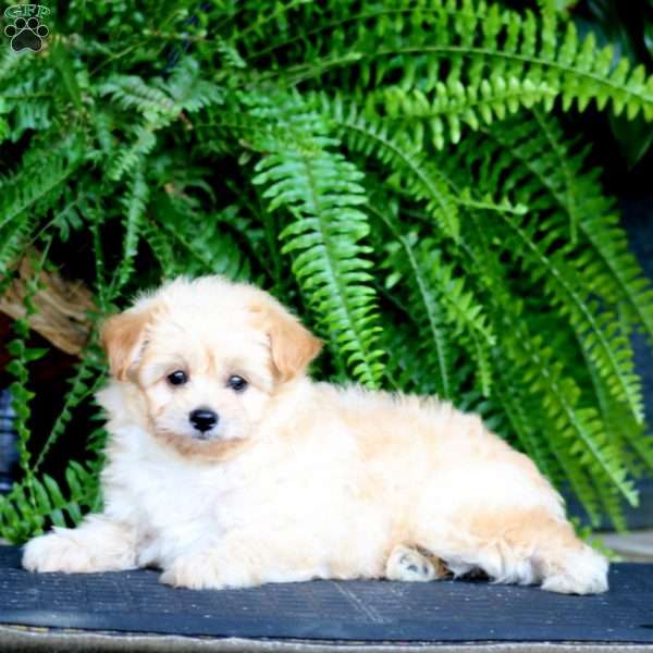 Flash, Pomapoo Puppy