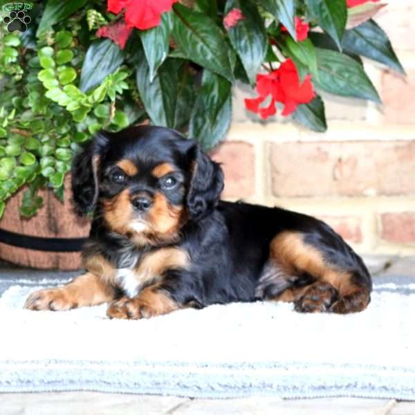 Flash, Cavalier King Charles Spaniel Puppy