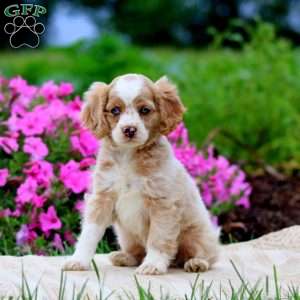 Flash, Cockapoo Puppy