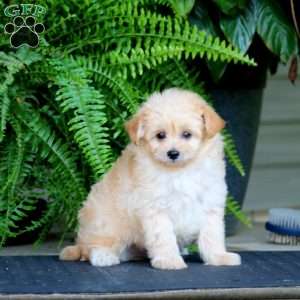 Flash, Pomapoo Puppy