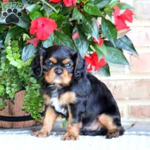 Flash, Cavalier King Charles Spaniel Puppy