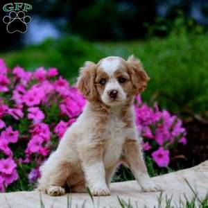 Flash, Cockapoo Puppy