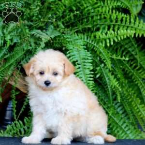 Flash, Pomapoo Puppy