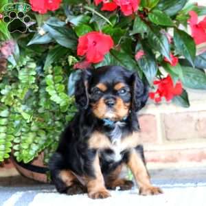 Flash, Cavalier King Charles Spaniel Puppy