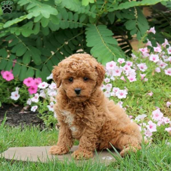 Fletcher, Toy Poodle Puppy