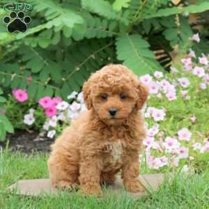 Fletcher, Toy Poodle Puppy