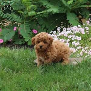 Fletcher, Toy Poodle Puppy