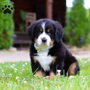 Flicka, Bernese Mountain Dog Puppy