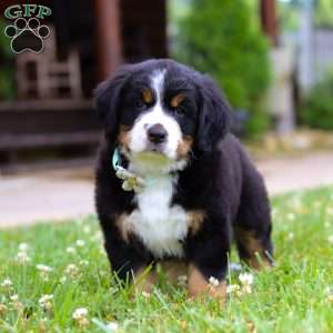 Flicka, Bernese Mountain Dog Puppy