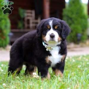 Flicka, Bernese Mountain Dog Puppy