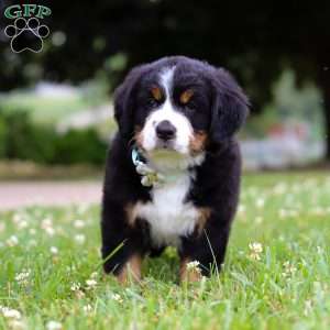 Flicka, Bernese Mountain Dog Puppy