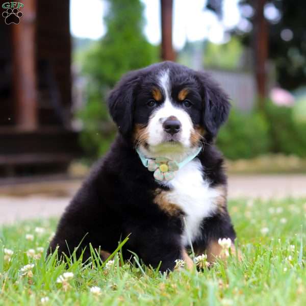 Flicka, Bernese Mountain Dog Puppy