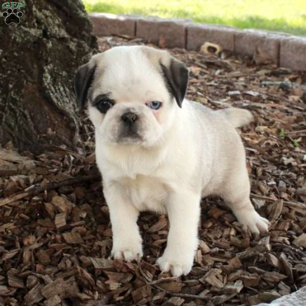 Flo, Pug Puppy