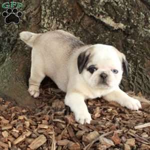 Flo, Pug Puppy