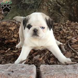 Flo, Pug Puppy