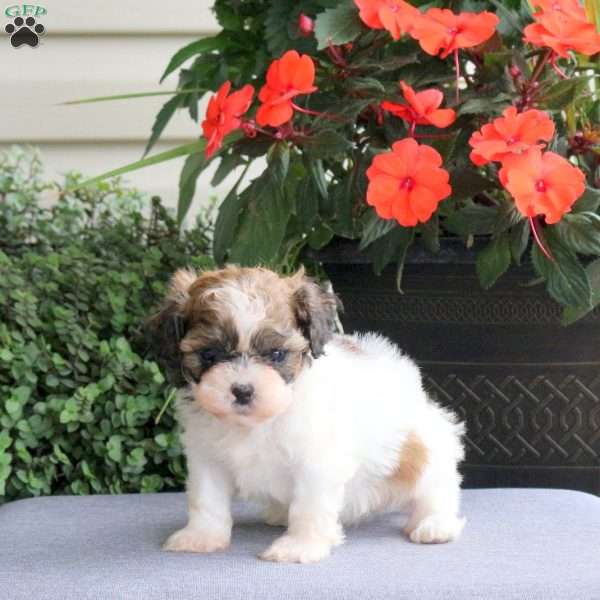 Flora, Teddy Bear Puppy