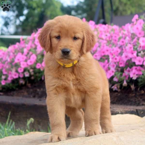 Flora, Golden Retriever Puppy