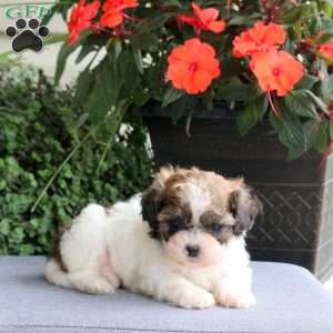 Flora, Teddy Bear Puppy